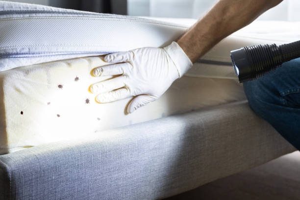 Best Emergency Pest Control  in Towanda, KS
