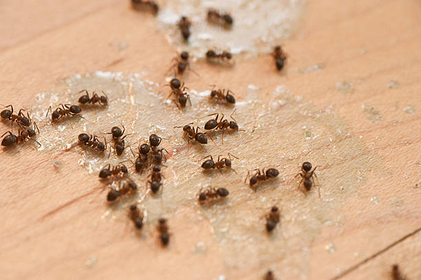 Best Pest Inspection Near Me  in Towanda, KS